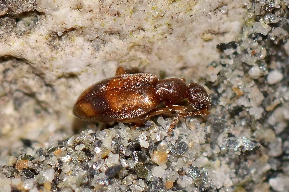 Anthicus schmidtii - Anthicidae